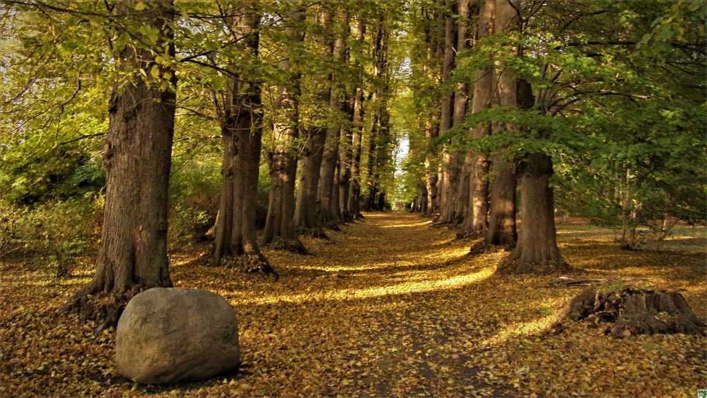 Herbstwald wandern fasten Fotos